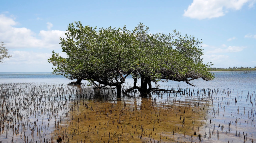 video still showing a single mangrove tree in water